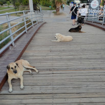 фото из отзыва ID 2220359