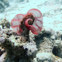 фото из отзыва ID 2221283