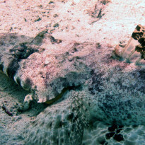 фото из отзыва ID 2221283