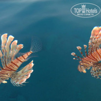 фото из отзыва ID 2221283