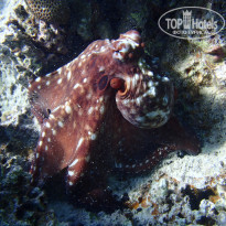 фото из отзыва ID 2221283