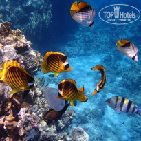 фото из отзыва ID 2221283