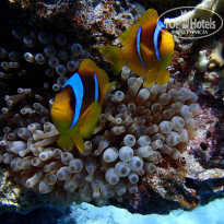 фото из отзыва ID 2221283