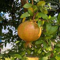 фото из отзыва ID 2221450