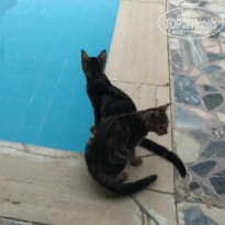 фото из отзыва ID 2221896