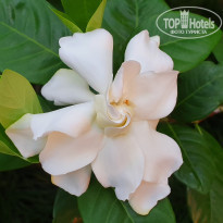 фото из отзыва ID 2222121