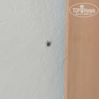 фото из отзыва ID 2222261