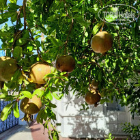 фото из отзыва ID 2222276