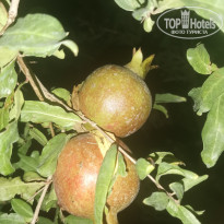 фото из отзыва ID 2223030