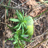 фото из отзыва ID 2223134