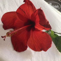 фото из отзыва ID 2224821
