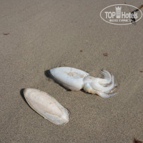 фото из отзыва ID 2225139