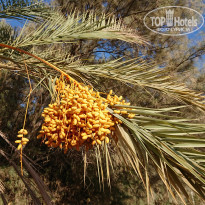 фото из отзыва ID 2225139