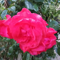 фото из отзыва ID 2225370