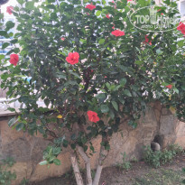 фото из отзыва ID 2225433