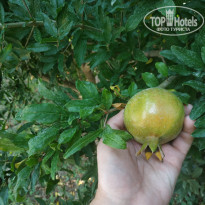 фото из отзыва ID 2226764