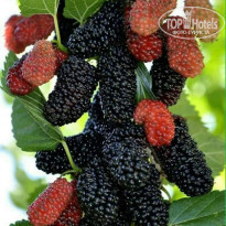 фото из отзыва ID 2226764