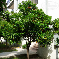 фото из отзыва ID 2226870