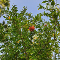 фото из отзыва ID 2226893