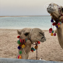 фото из отзыва ID 2227067