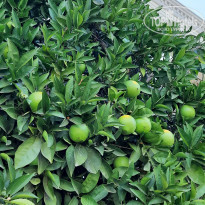 фото из отзыва ID 2228683