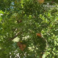 фото из отзыва ID 2228816