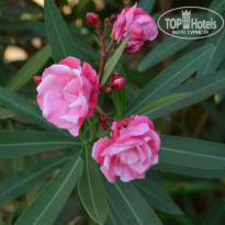 фото из отзыва ID 2228857