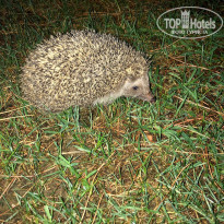 фото из отзыва ID 2228903