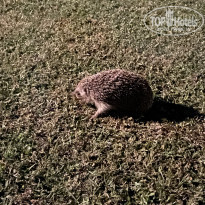 фото из отзыва ID 2229648