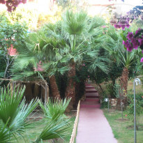 фото из отзыва ID 223816