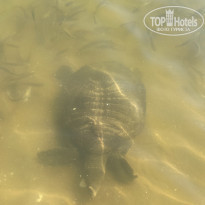 фото из отзыва ID 2231127