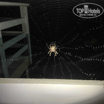 фото из отзыва ID 2231266