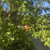 фото из отзыва ID 2232029