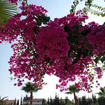 фото из отзыва ID 2232422