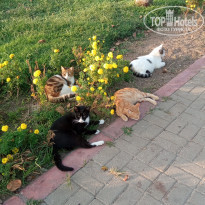 фото из отзыва ID 2233134