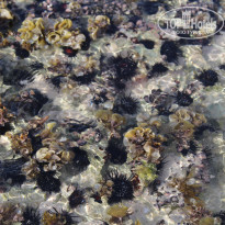 фото из отзыва ID 2233107