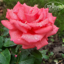 фото из отзыва ID 2234158