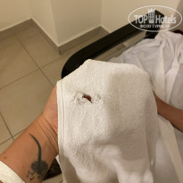 фото из отзыва ID 2234344