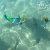 фото из отзыва ID 2234360