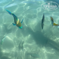 фото из отзыва ID 2234360