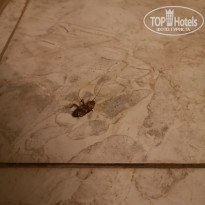 фото из отзыва ID 2234925