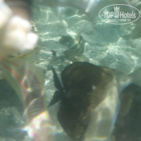 фото из отзыва ID 2235329