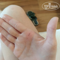 фото из отзыва ID 2236048