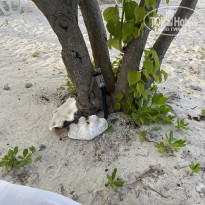 фото из отзыва ID 2236059