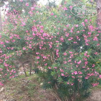 фото из отзыва ID 2236611