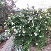 фото из отзыва ID 2236665