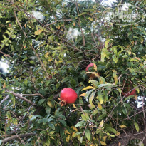 фото из отзыва ID 2236971