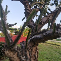 фото из отзыва ID 2237132