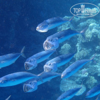 фото из отзыва ID 2237492