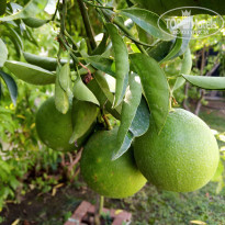 фото из отзыва ID 2237540